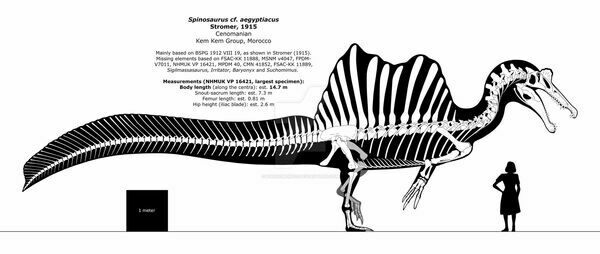 A skeletal reconstruction of Spinosaurus based on most recent research.  By Henrique Paes